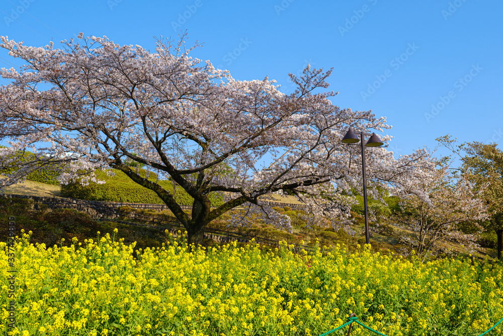 津久井湖城山公園 水の苑地　菜の花と桜