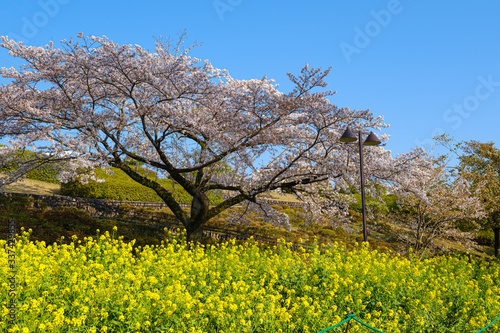 津久井湖城山公園 水の苑地 菜の花と桜