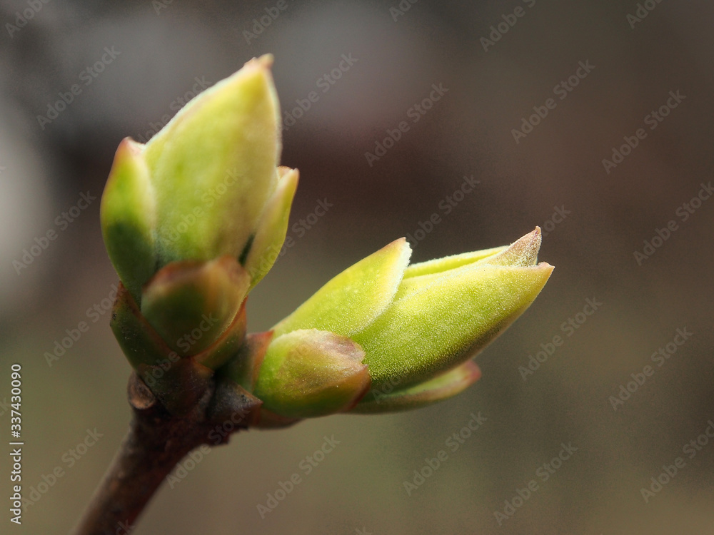 Lilac blooming, green buds, close-up, macro photo. Lilac blooming, green buds, close-up, macro photo.