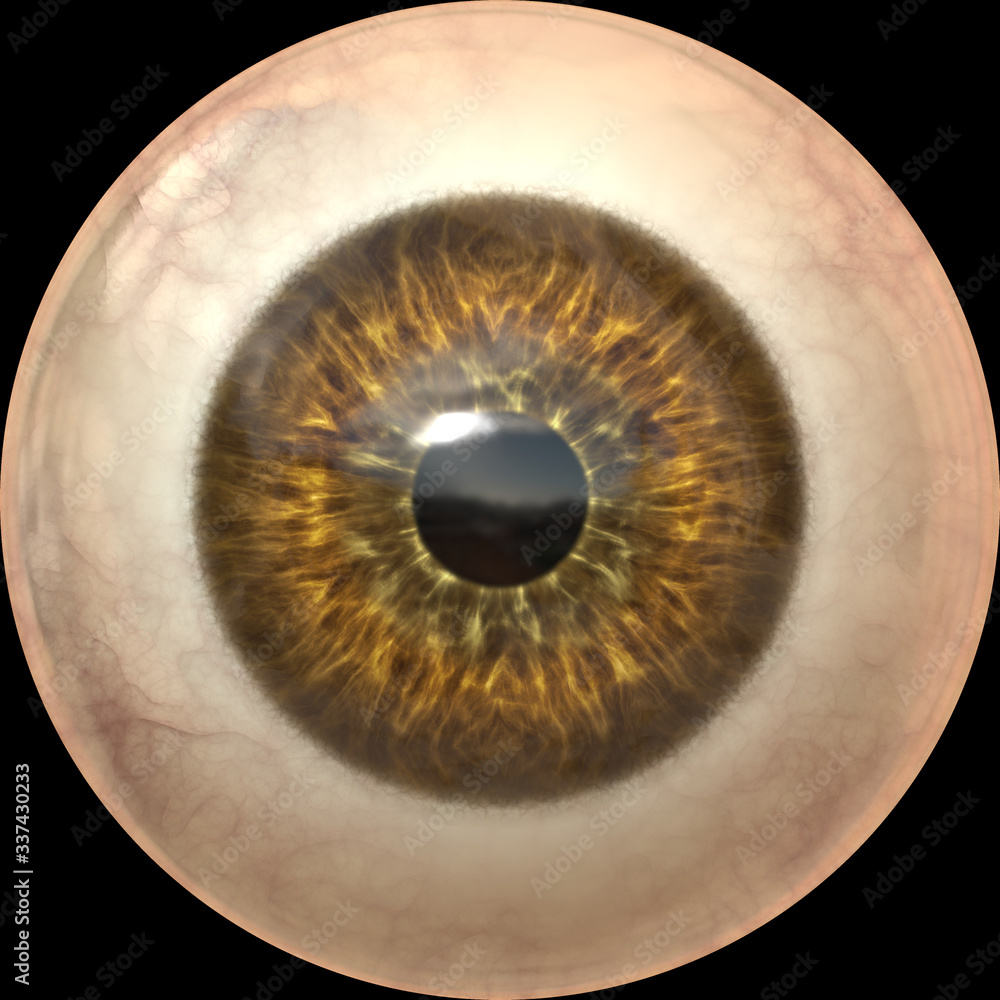 iris eye ball iris eye ball