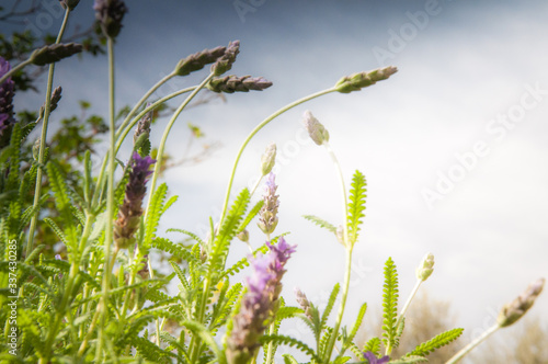 zdjęcie przedstawiające lawendę i pomarańcz na gałązce rosnącą w ogrodzie w górach Hiszpanii  w słońcu wiosną