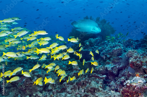 A school of yellow-and-blue perch (Lutjanus kasmira) and a Napoleon fish swim over a coral reef.
