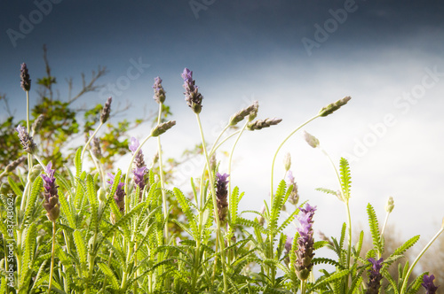zdjęcie przedstawiające lawendę i pomarańcz na gałązce rosnącą w ogrodzie w górach Hiszpanii  w słońcu wiosną