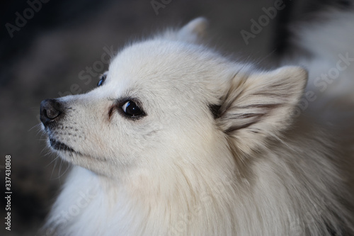 portrait of a small white polar dog. cute close up © Lenti Hill