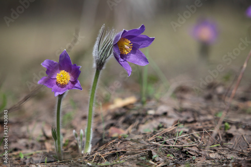 Two snowdrop. Spring flowers. Delicate Snowdrops flowers is one of the spring symbols telling us winter is leaving and we have warmer times ahead. Closeup