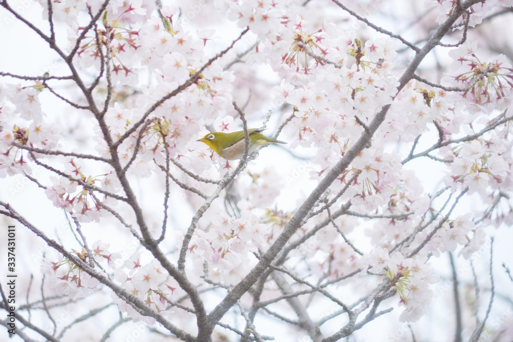 満開の桜とメジロ 満開の桜とメジロ