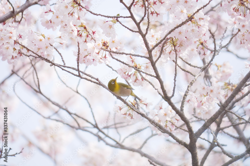 満開の桜とメジロ 満開の桜とメジロ
