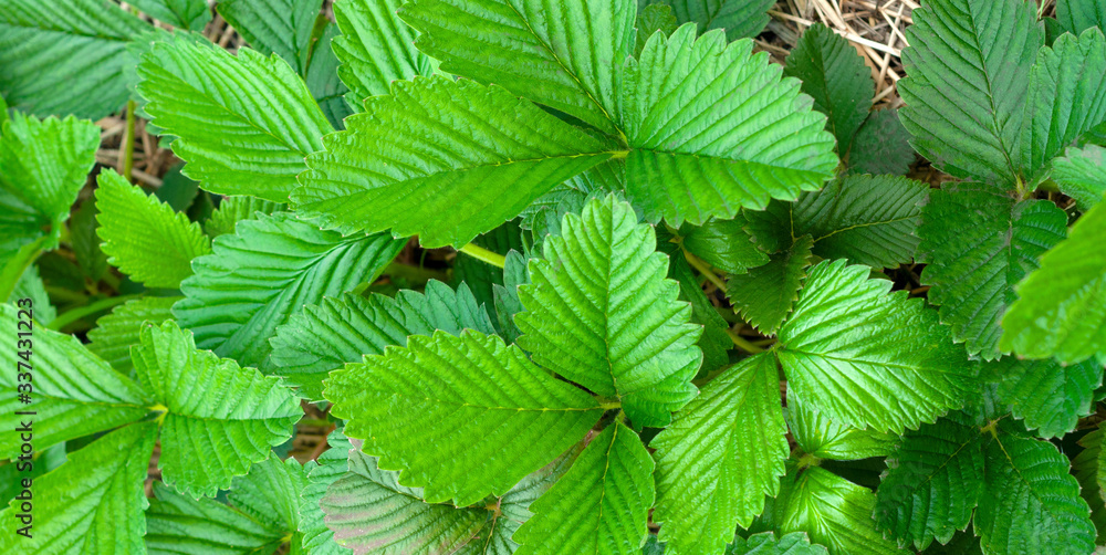 Strong, healthy, bright green leaves of strawberry garden close-up, top view. Strong, healthy, bright green leaves of strawberry garden close-up, top view.