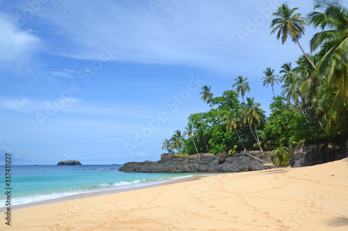 Tropican Beach Island Palm Trees