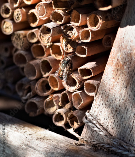 wild bee at home for insects - reed tubes, Osmia rufa