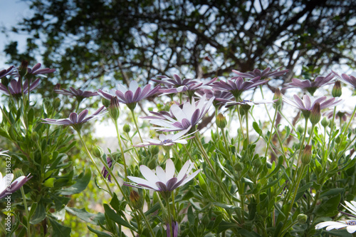 zdjęcie przedstawiające stokrotki i kwiaty rosnące w ogrodzie w górach Hiszpanii  w słońcu wiosną