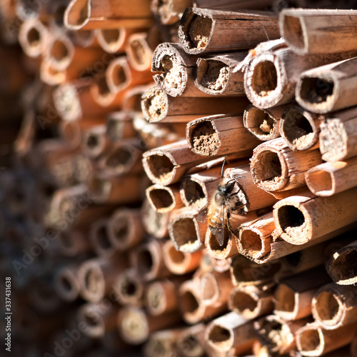 wild bee at home for insects - reed tubes, Osmia rufa © Marek