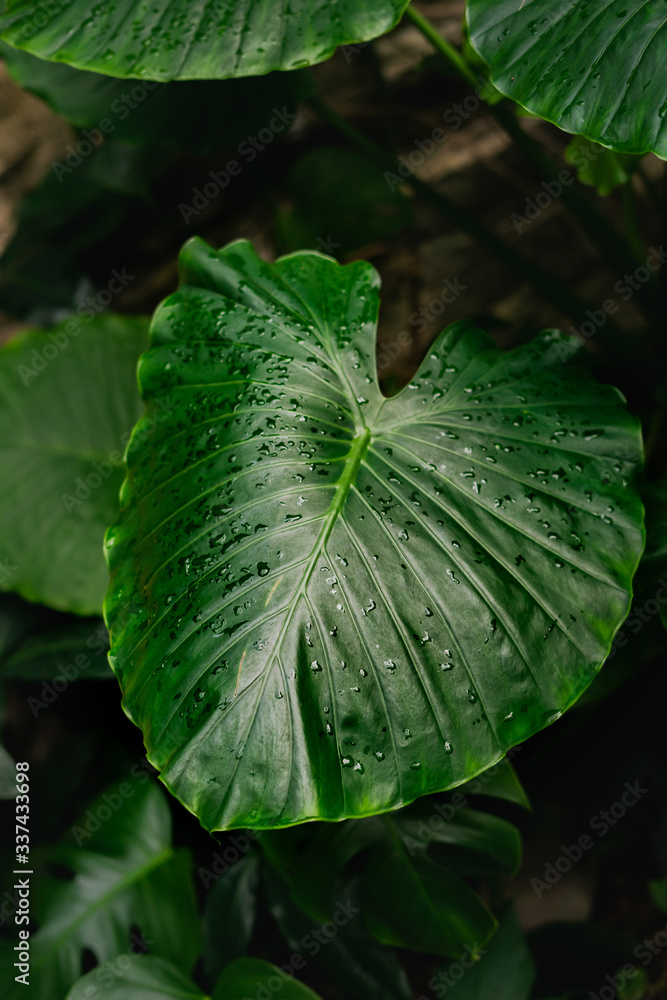 Obraz premium A green elephant ear leaf with raindrops