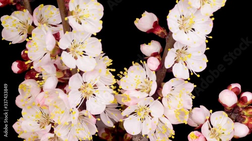 White Flowers Blossoms on the Branches of Apricot Tree. Dark Background. Timelapse. 4K.
