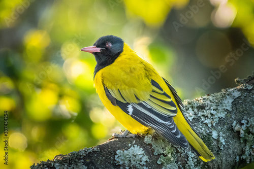 Foto black-headed oriole
