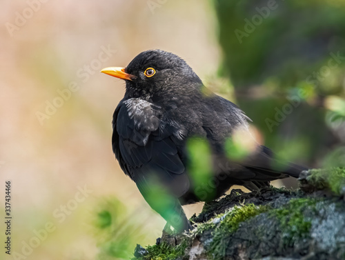 Amsel in der Sonne