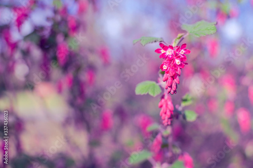 Beautiful pink flower growing at spring sunny day