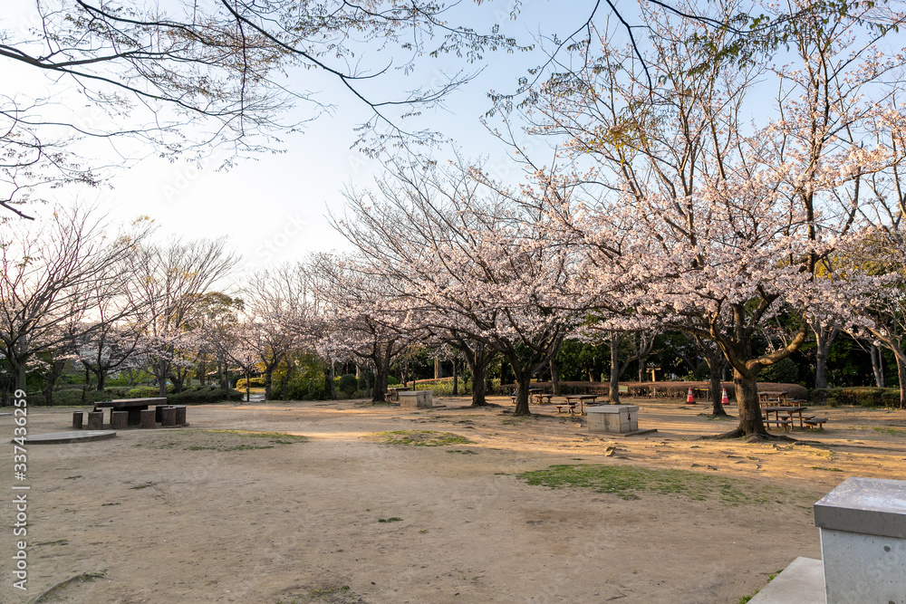香澄公園の桜 千葉県習志野市 日本 香澄公園の桜 千葉県習志野市 日本