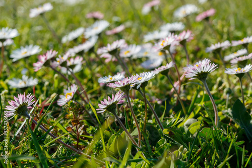 Beautiful Daisies in The Grass. Spring Blossom © bojanzivkovic