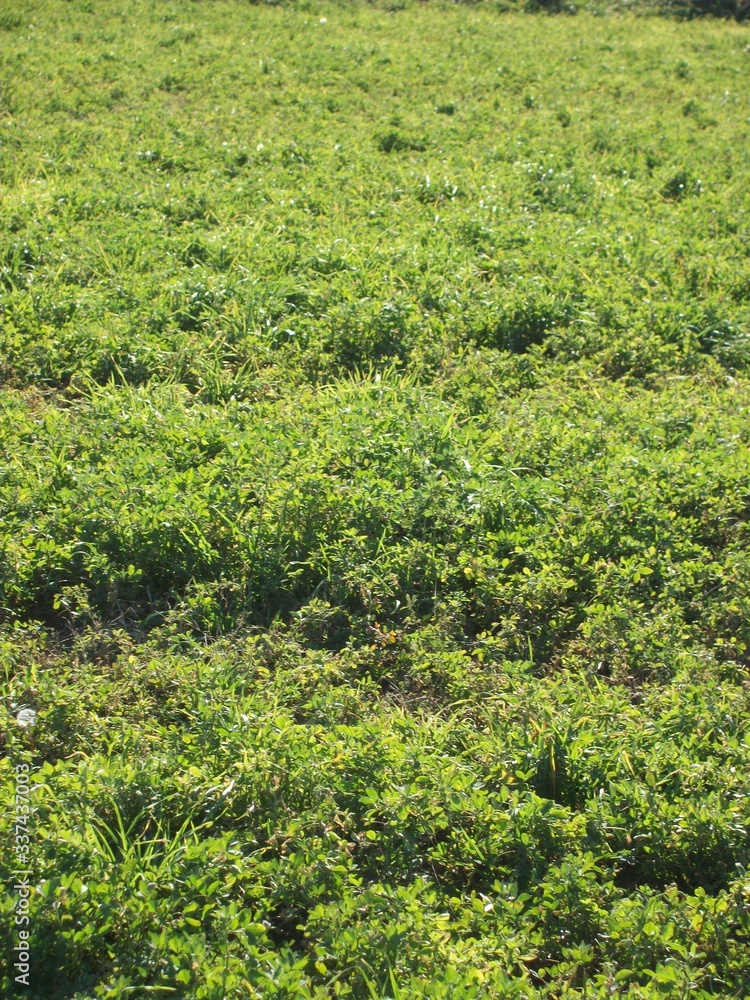 stand of green alfalfa field before second cutting stand of green alfalfa field before second cutting