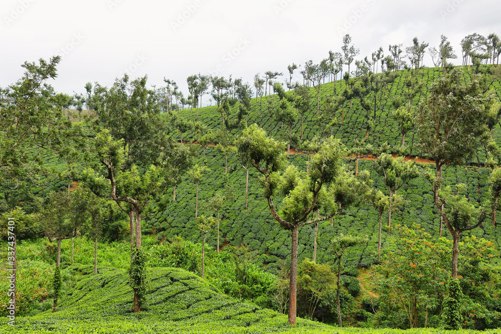 Tea plantations between Munnar and Thekkady, Kerala, India