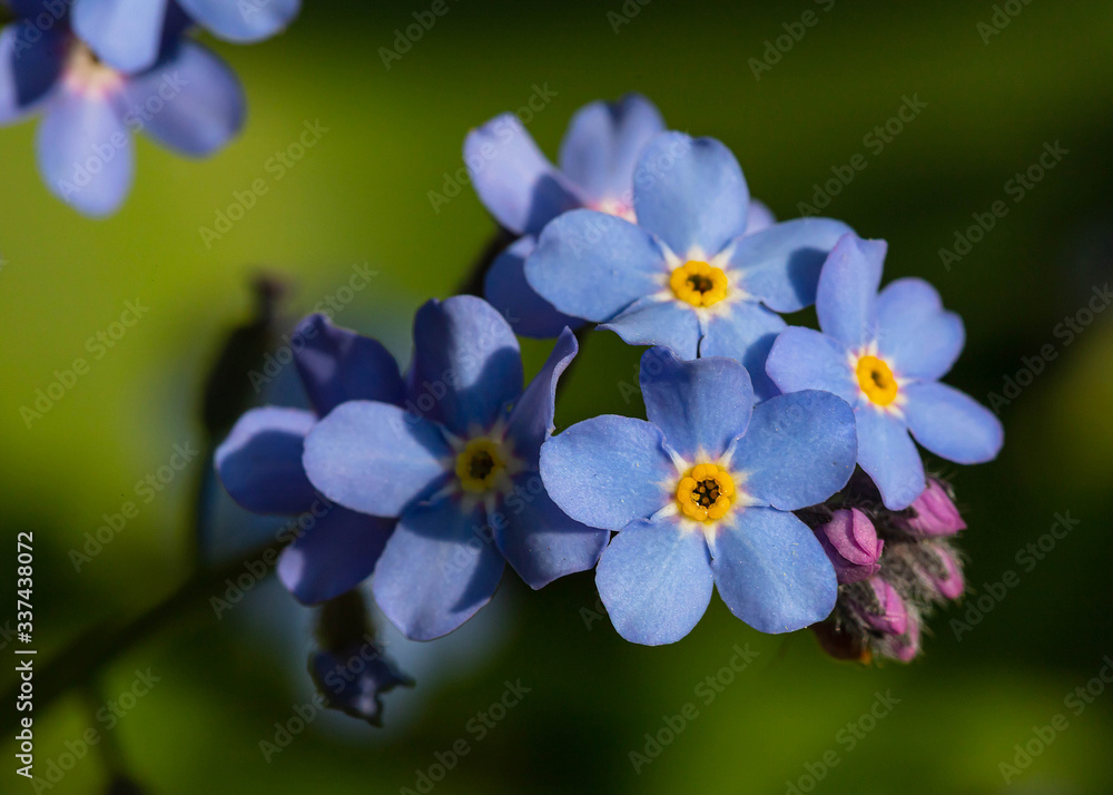 Forget me Nots Forget me Nots