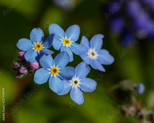 Forget me Nots