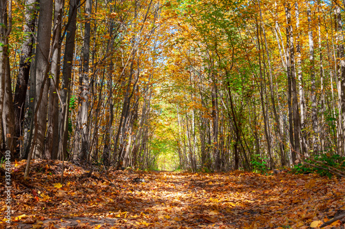 Autumn forest alley on a Sunny day. © Alex Images