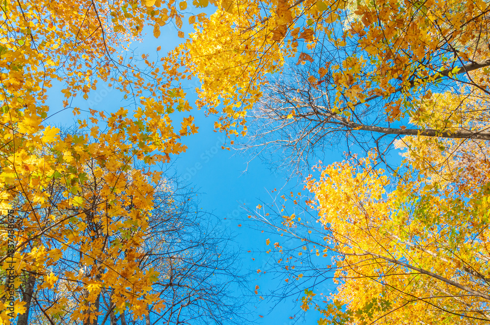 Fototapeta premium Colorful autumn forest on a bright Sunny day.
