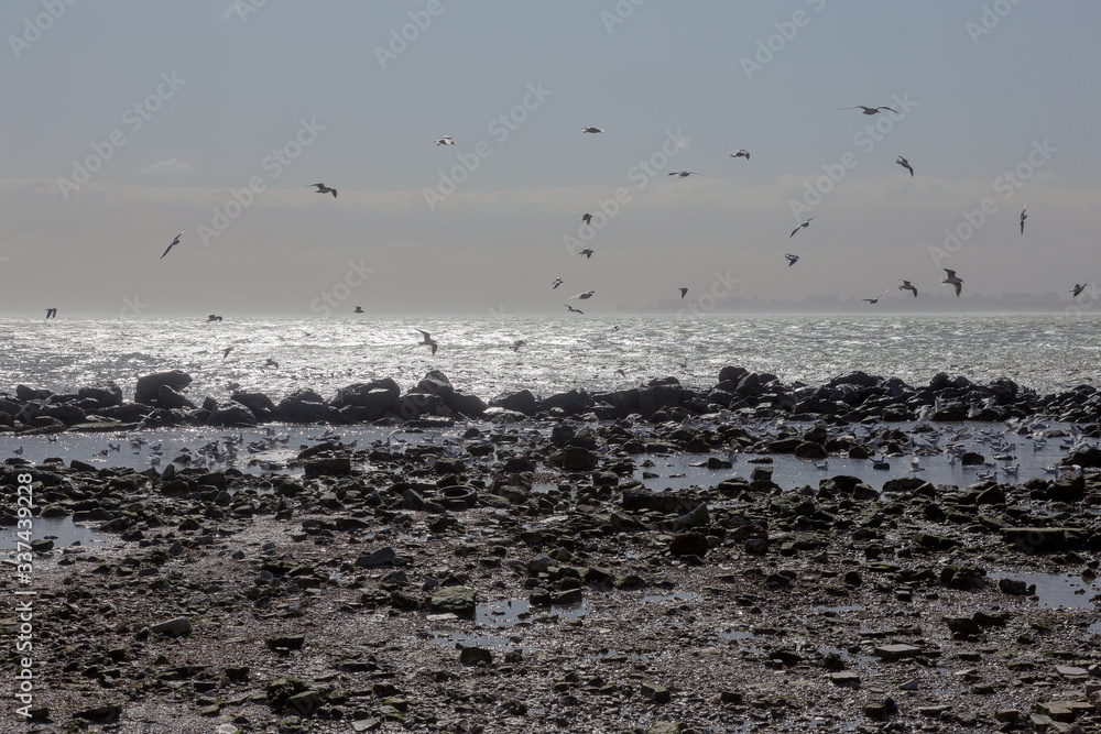 Seagulls on the sand of a deserted sea beach in soft foggy morning light. Creative natural background: sea landscape with seagulls