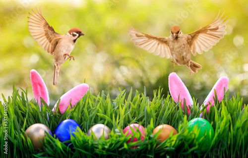 Easter card with two birds flying in spring sunrise Sunny day over colorful eggs and rabbit ears in the grass