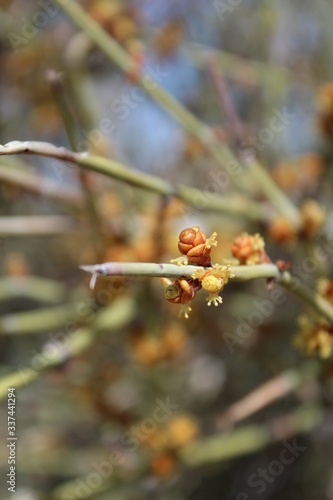 Cones of California Jointfir, Ephedra Californica, native plant in the Southern Mojave Desert section of Joshua Tree National Park. photo
