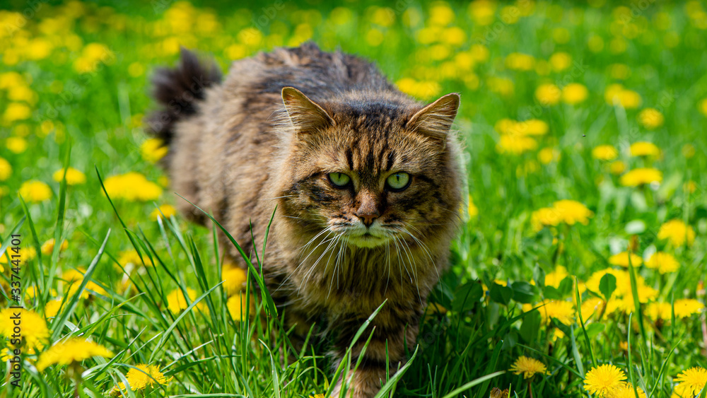 Adult cat in search of prey in a meadow in the countryside, close-up.