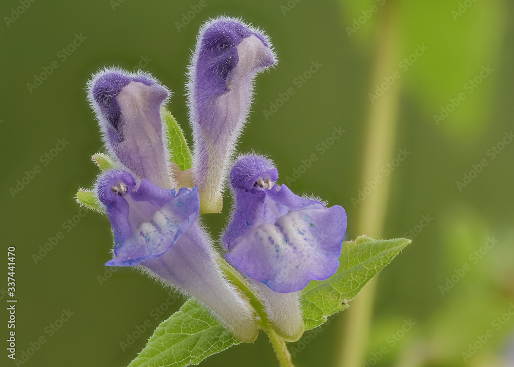 violette Blüten vom Helmkraut, Scutellaria, als Nahaufnahme Stock Photo