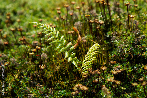 fern in the forest