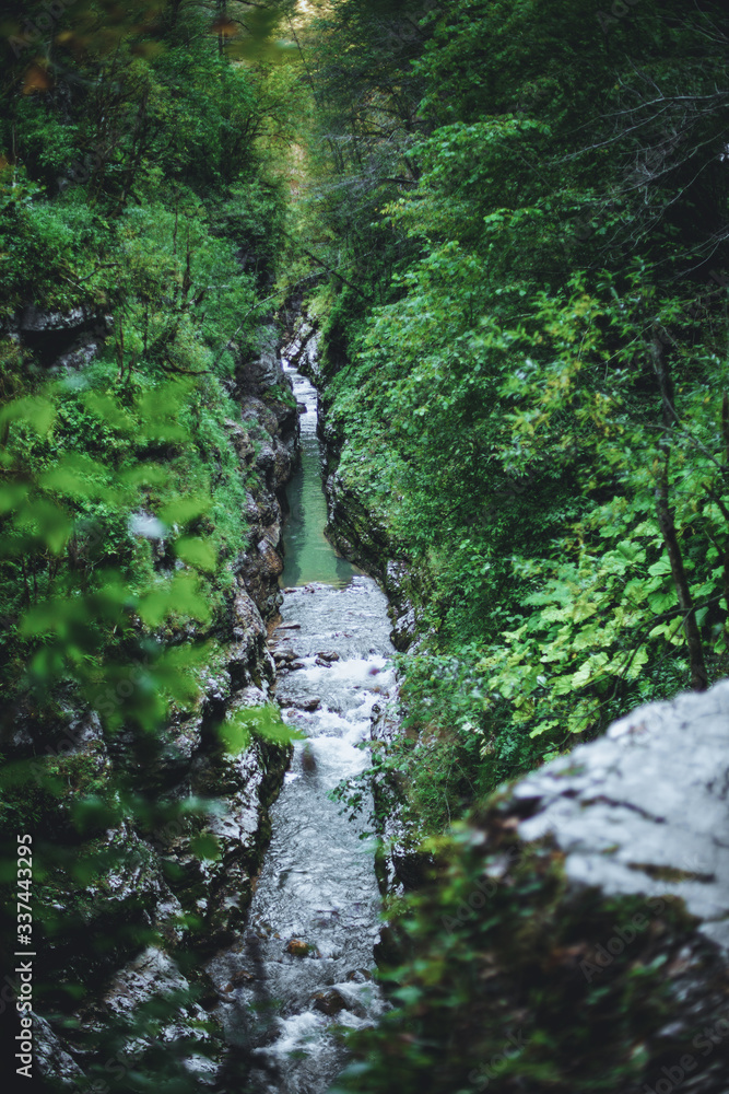 Narrow mountain river gorge among relict green boxwood trees. Amazing forest vertical landscape. Summer outdoor, trekking travel background. Kurdzhips river canyon, Russia. Local tourism concept