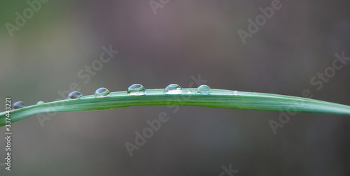 dew on the grass