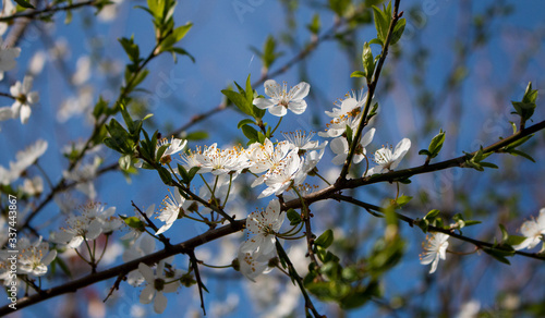 blooming apple tree in spring