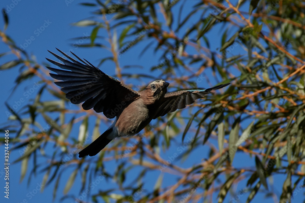 Fototapeta premium Eurasian jay (Garrulus glandarius)