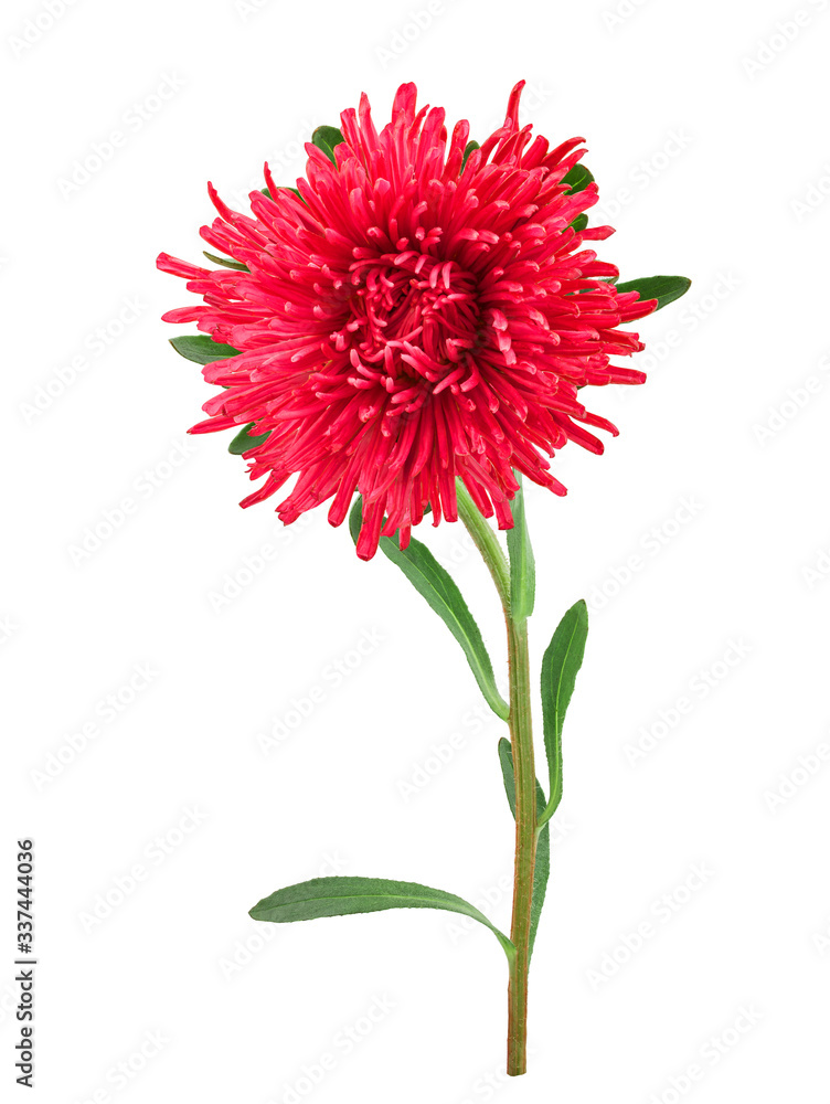 Fresh aster flower with leafs isolated on white background with clipping path
