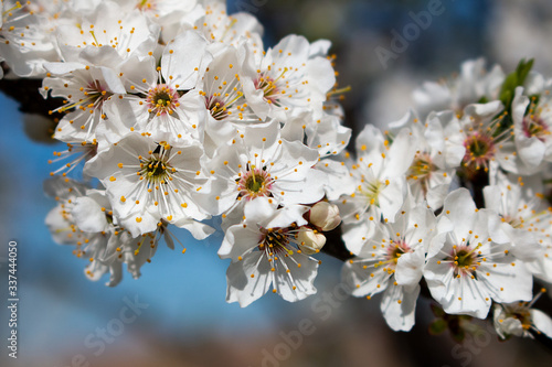 apple tree blossom