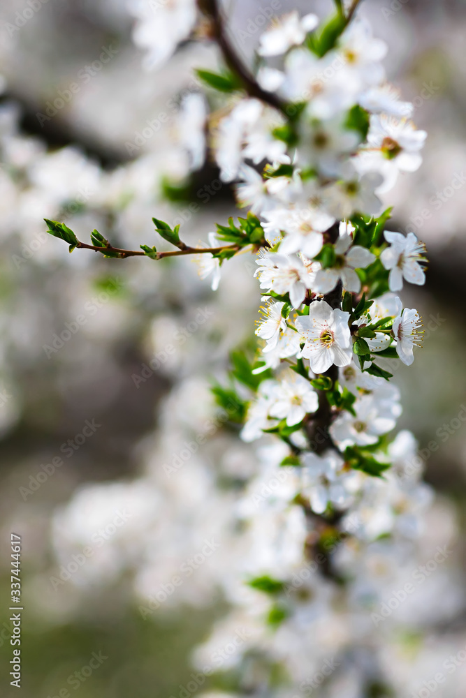 Blossoming Cherry Tree In Full Bloom , Beautiful Spring Flowers, Fresh Pink Flowers Blossoming Cherry Tree In Full Bloom , Beautiful Spring Flowers, Fresh Pink Flowers