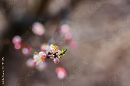 apricot tree with fresh beautiful white spring flowers