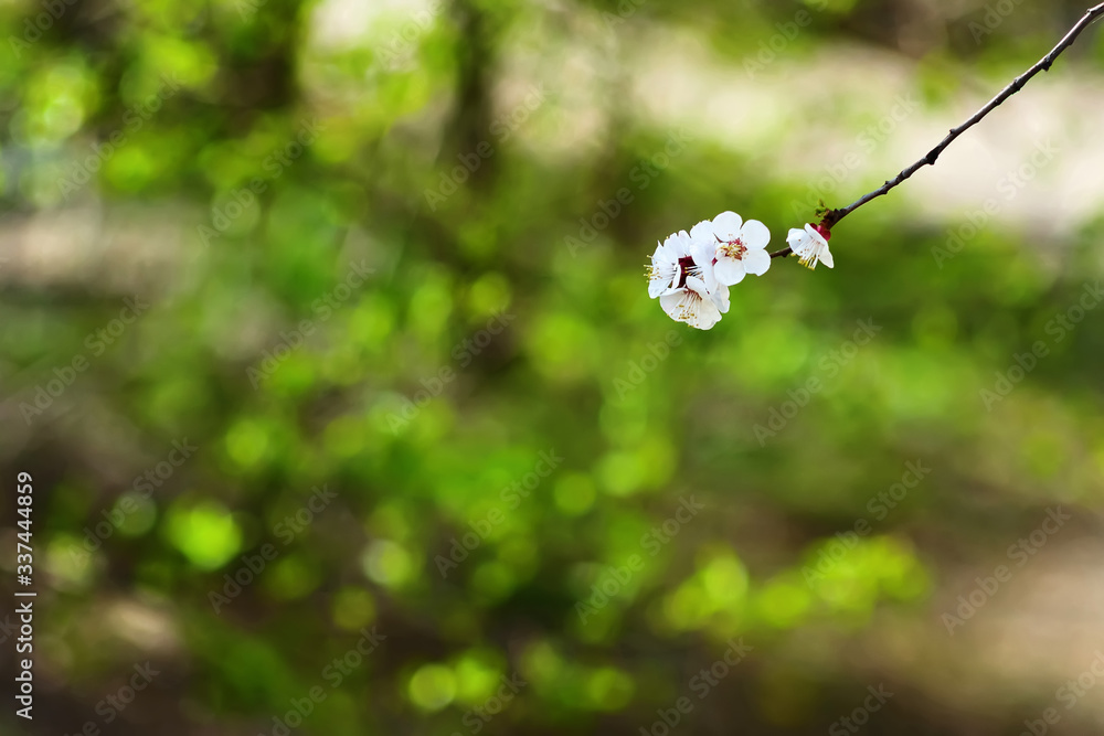 Blossoming Cherry Tree In Full Bloom , Beautiful Spring Flowers, Fresh Pink Flowers Blossoming Cherry Tree In Full Bloom , Beautiful Spring Flowers, Fresh Pink Flowers