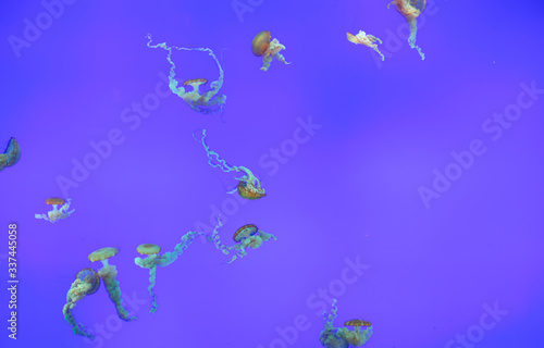 Aquarium jellyfish swimming in their tank with a blue background