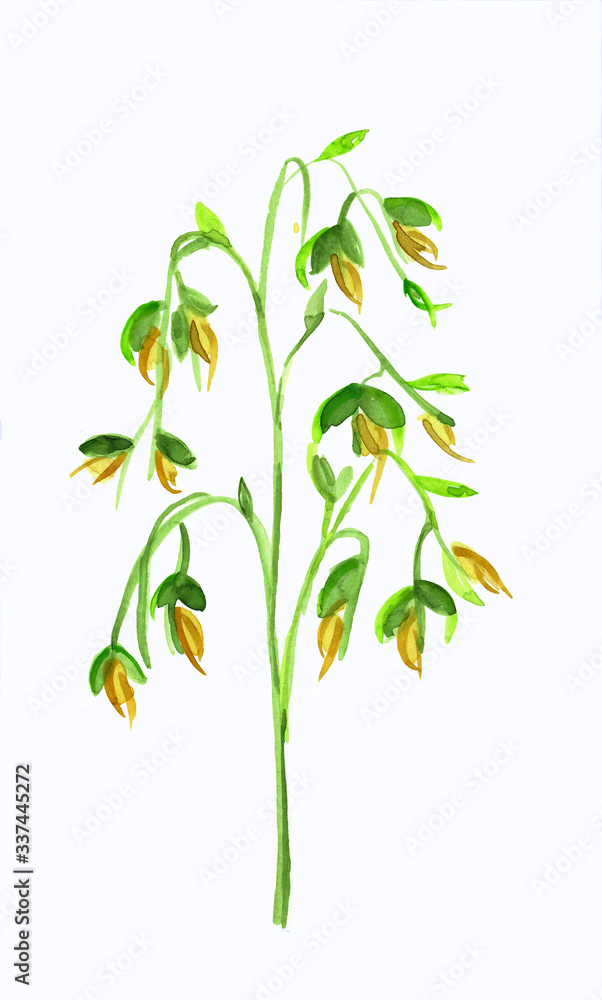 Fototapeta premium Yellow flower watercolor illustration