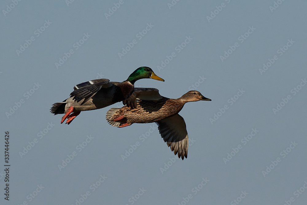 Obraz premium Mallard (Anas platyrhynchos)
