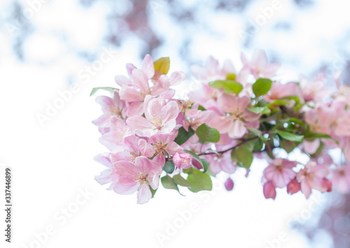 Pink spring blossom