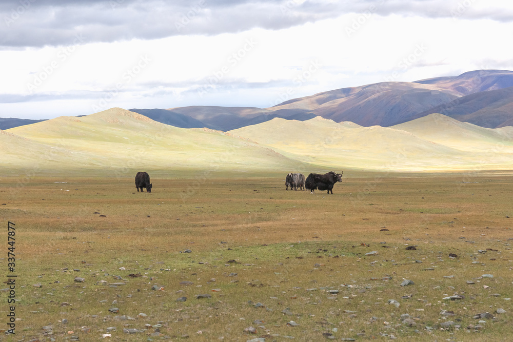 Obraz premium Yak herd in the steppes of mountainous Mongolia. Altai
