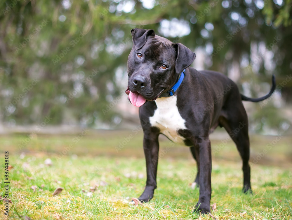 A friendly black and white Pit Bull Terrier mixed breed dog standing outdoors and listening with a head tilt A friendly black and white Pit Bull Terrier mixed breed dog standing outdoors and listening with a head tilt